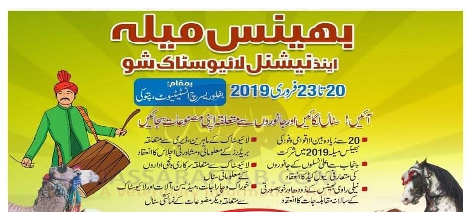 بھینسوں کا 3 روزہ مقابلہ حسن کل سے شروع ہو گا