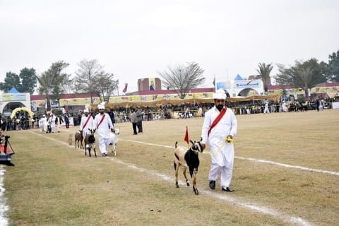 Goats in Livestock Show