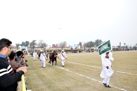 Sahiwal Cow in Livestock Show
