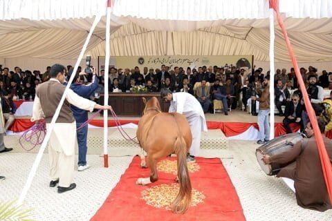 Horse Dance in Livestock Show