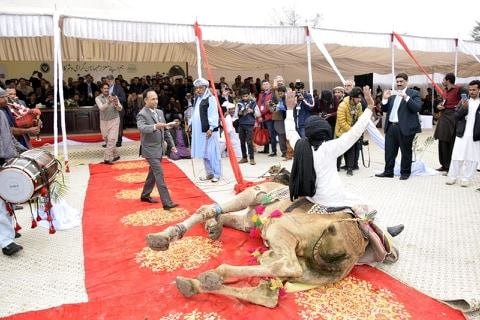 Camel in Livestock Show