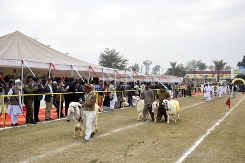 Sheep breeds in Livestock Show