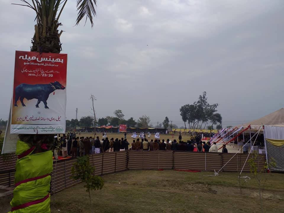 Bhens Mela in Pattoki