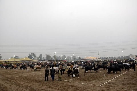Buffalo in Livestock Show