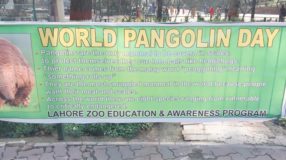 world pangolin day and importance of pangolin