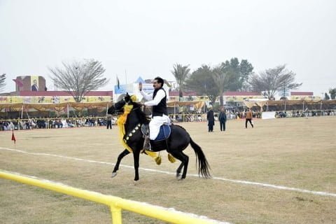 Horse in Livestock Show
