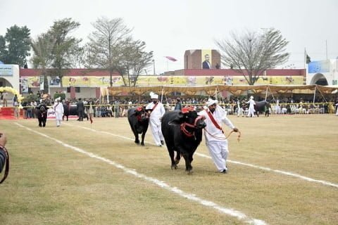 Buffalo breed in Livestock Show
