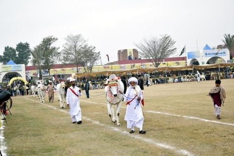 Cow Show in Livestock Fair