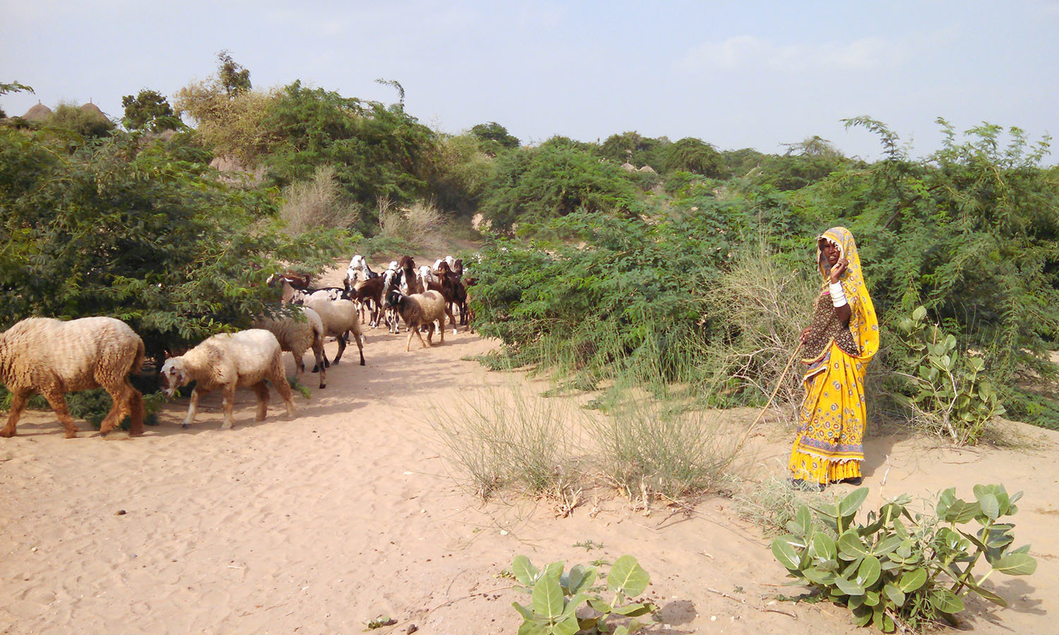 Sheep and Goat Farming in Thar