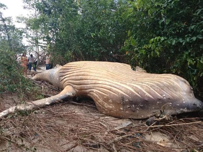 Humpback whale found dead in Amazon jungle