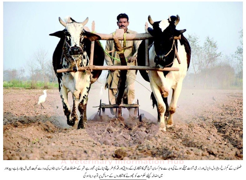Bull ploughing photo