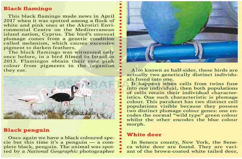 Black flamingos, black penguin and white deer color mutations in animals