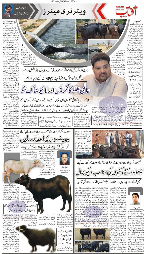 Buffalo Breeds and Calf Care Pakistan