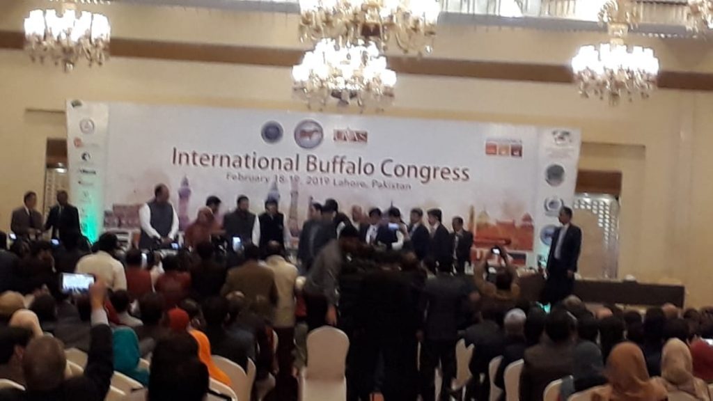International Buffalo Congress
