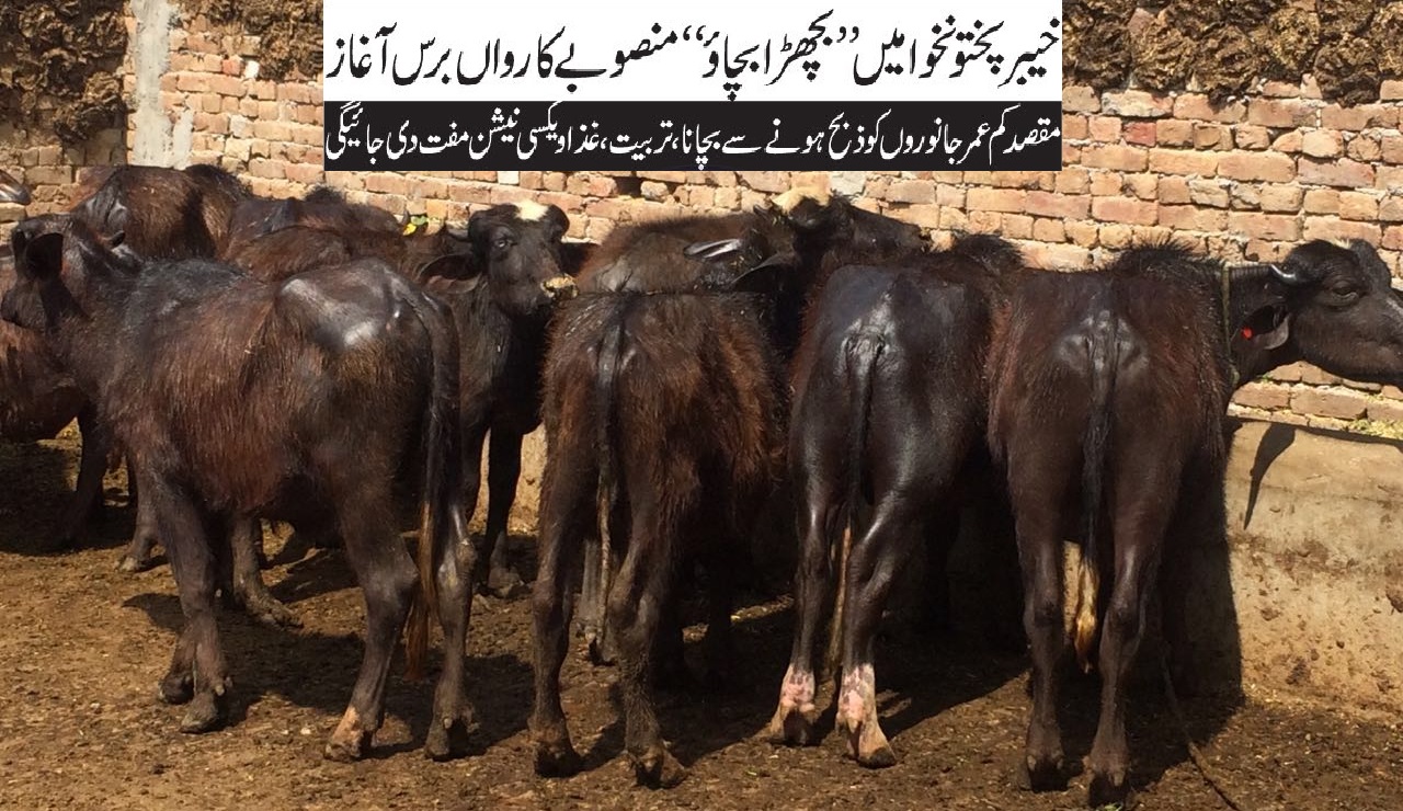 Save the calf project in KPK