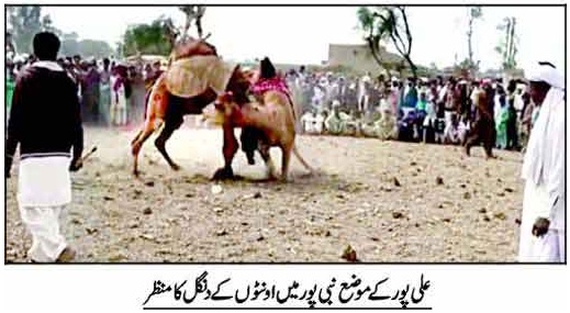 Fight of came in Ali pur