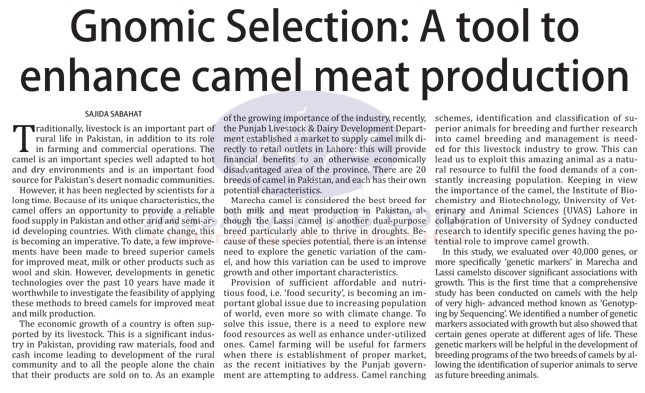 Camel meat production