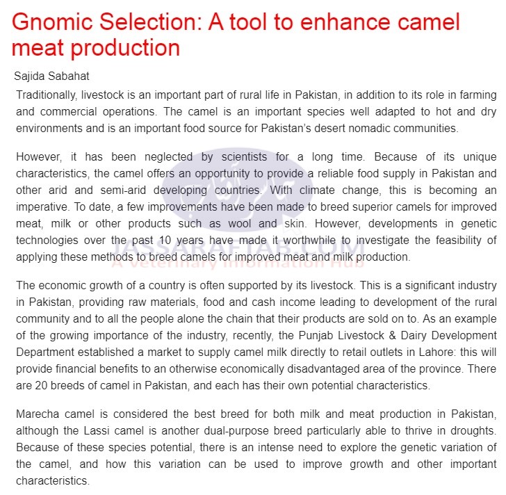 Camel meat production to be enhanced due to genomic selection in camel. Mareecha camel is considered the best breed.