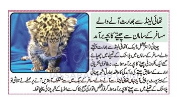 Thai land Cheetah Cub in India