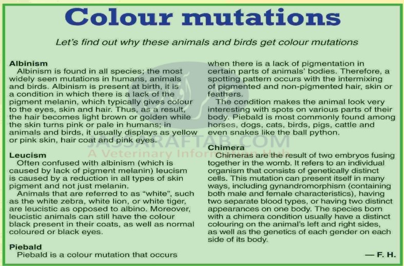 Color mutations in animals