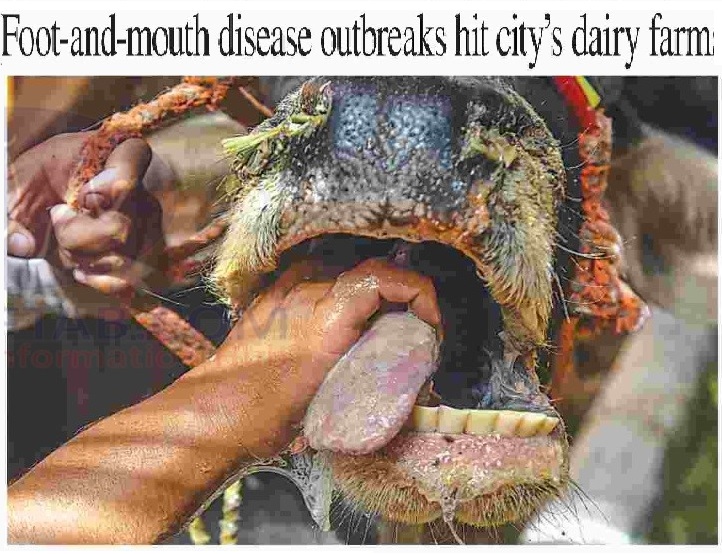Foot and mouth disease - FMD outbreaks hit Karachi
