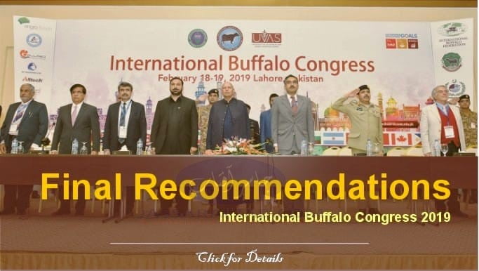 Recommendations of Buffalo Congress 2019. Buffalo breeding, buffalo nutrition, fattening of buffalo, buffalo meat technology & other aspects of buffalo farming