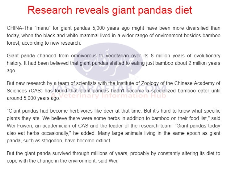 Feeding of Panda. Research reveals giant pandas diet.  