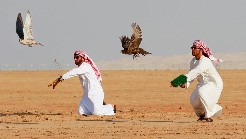عربی شہزادوں کو تلور کے شکار کے لئے مزید 12 پرمٹ جاری
