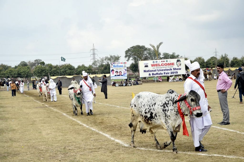 Cows parade in Livestock Show