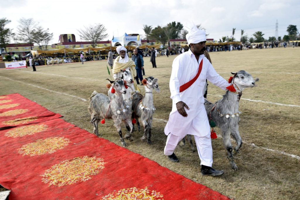 Goat Show in Livestock Fair