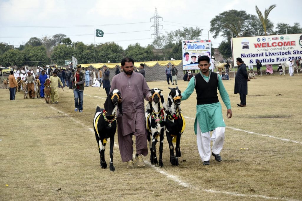 Goat in Livestock Show
