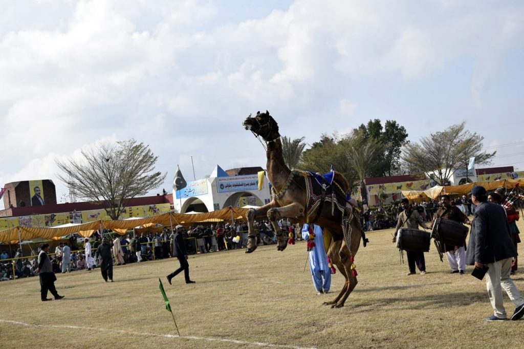 Camel Dance in Livestock Show