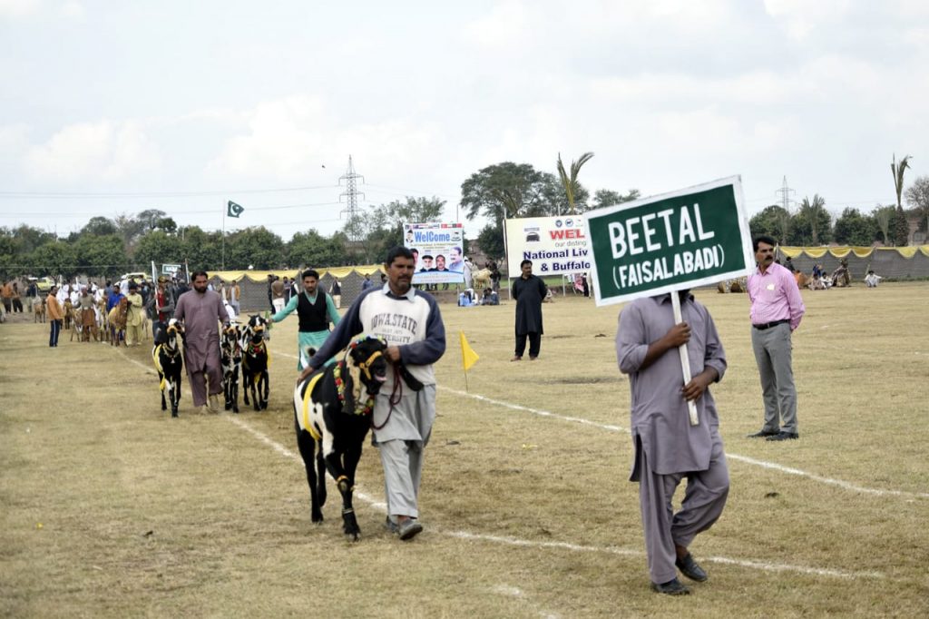 Beetal Goat Show in Livestock Mela