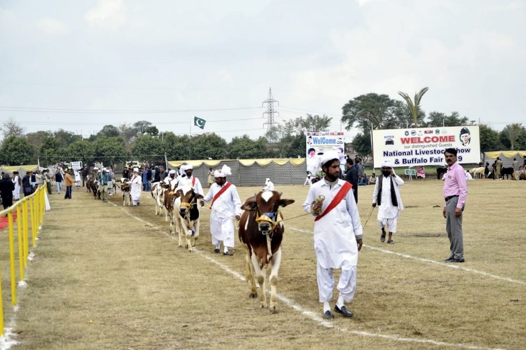 Cow Show in Livestock Mela