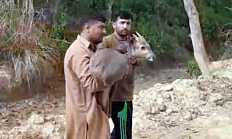 Deer crossed from India