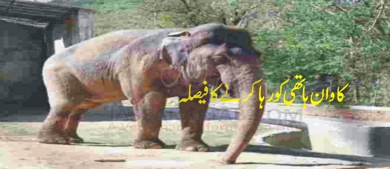 Kaavan Elephant
