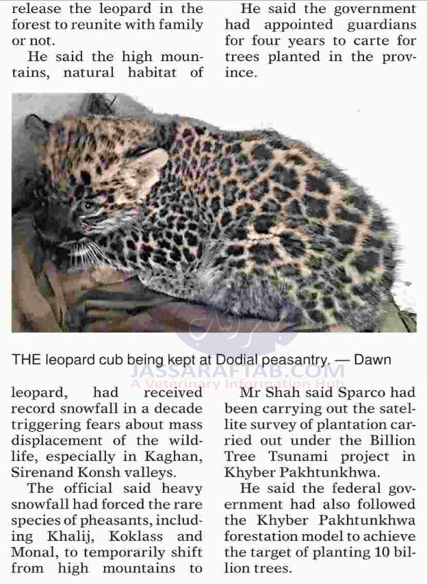 leopard cub shifted to Dhodial Pheasantry that was displaced from Ghanool Valley forest