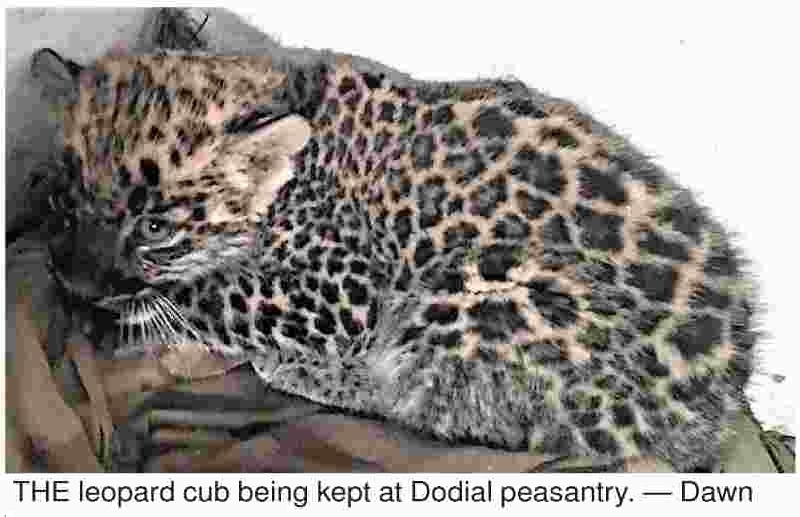 leopard cub in Dodial Peasantry