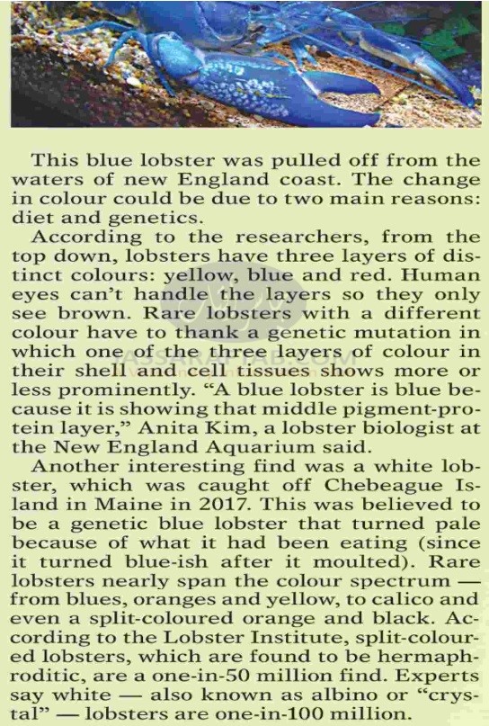 cooer mutations in lobster and other animals