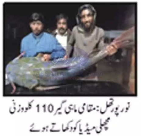 110 Kg Fish in Nurpur