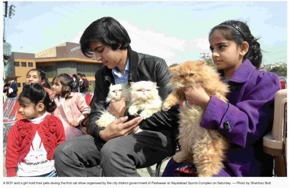 Cat show in Peshawar
