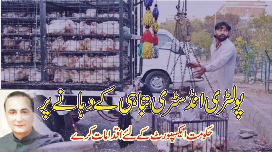 Demand for poultry Export