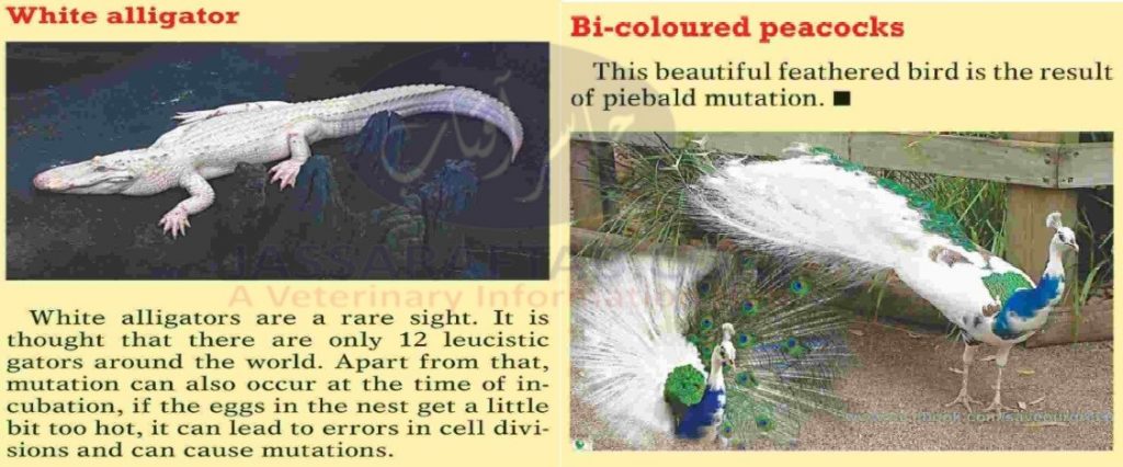 Color Mutations in peacock and white alligator