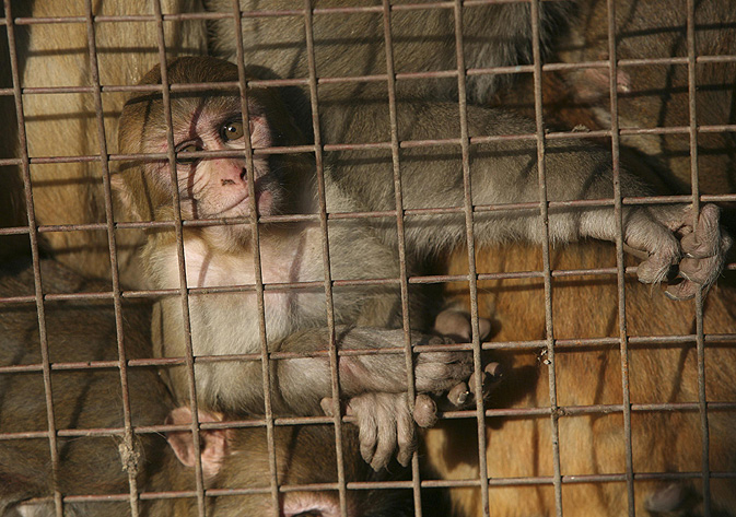 بندروں کو نس بندی کے ذریعے کنٹرول کیا جائے، دہلی ہائیکورٹ کا انوکھا فیصلہ