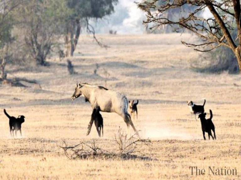 dogs attacking wildlife