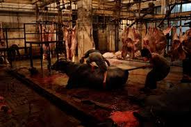 ماڈل سلاٹر ہاؤس کا قیام لٹک گیا، مادہ جانوروں کو ذبح کرنا بھی معمول