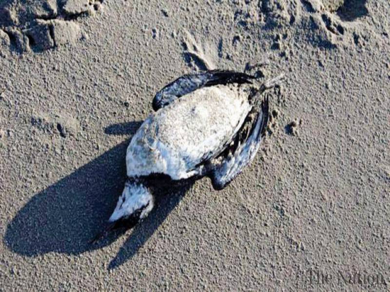 Dutch mystery of 20,000 seabird deaths