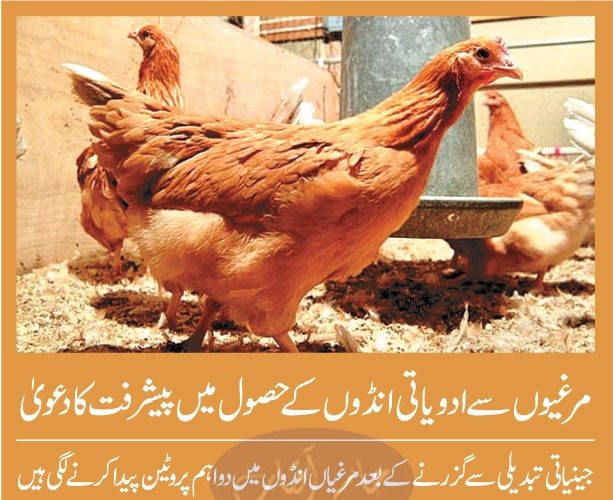 مرغیوں سے ادویاتی انڈوں کے حصول میں پیشرفت کا دعویٰ