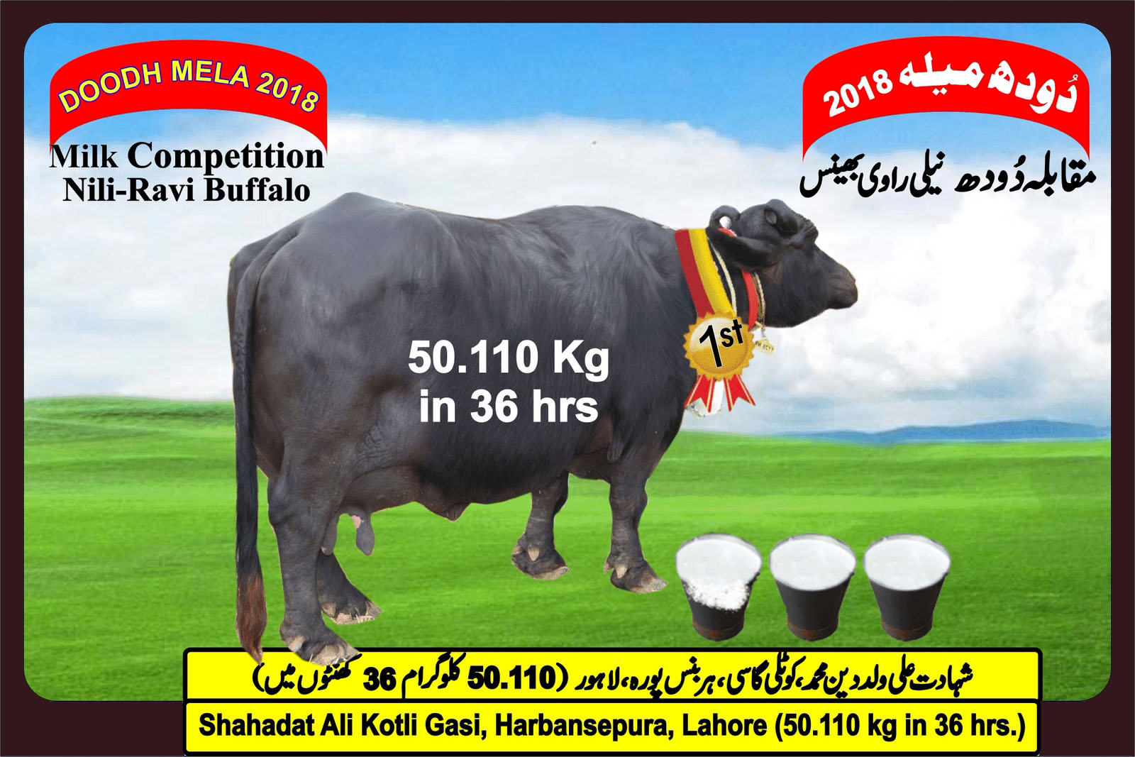 Nili Ravi Buffalo Milk Production Record
