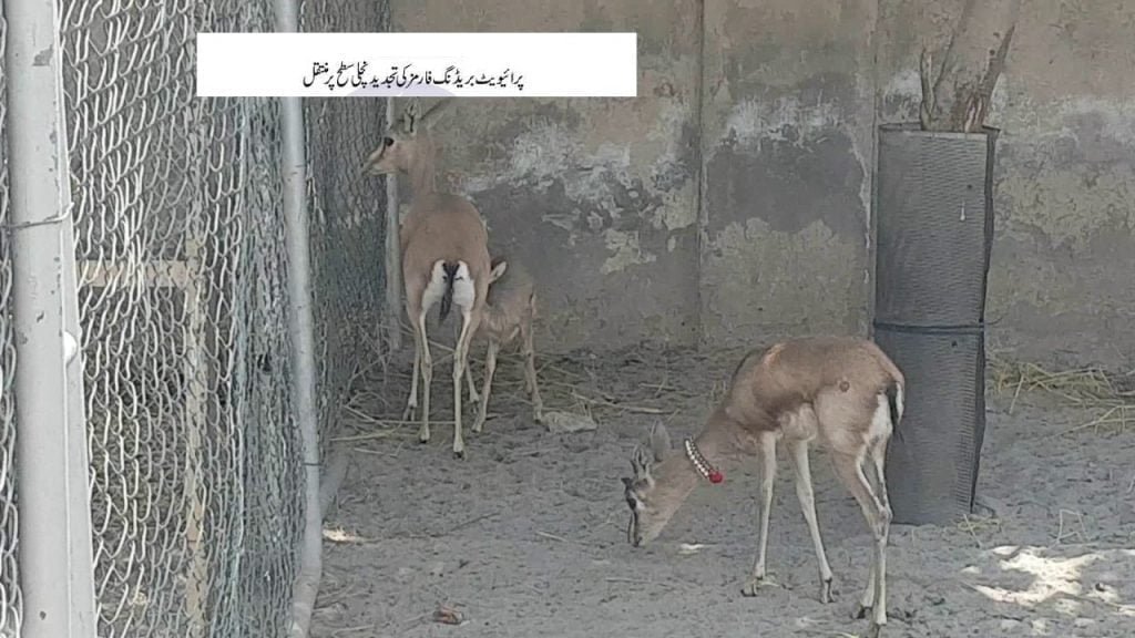 Deer Breeding Farm
